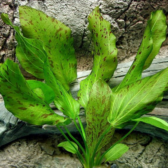 Echinodorus Ozelot Grün