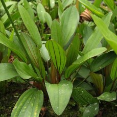 Echinodorus Rosé, Cichliden-Osiris