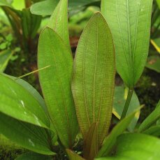 Echinodorus Rosé, Cichliden-Osiris