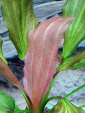 Echinodorus Rosé, Cichliden-Osiris