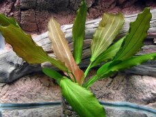 Echinodorus Rosé, Cichliden-Osiris