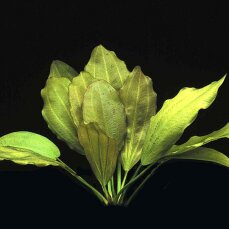 Echinodorus Rosé, Cichliden-Osiris