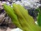 Echinodorus Rosé, Cichliden-Osiris