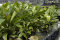 Echinodorus Rosé, Cichliden-Osiris