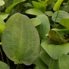 Echinodorus maculatus, Schlüters Froschlöffel,...