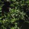 Lemna trisulca - Dreifurchige Wasserlinse