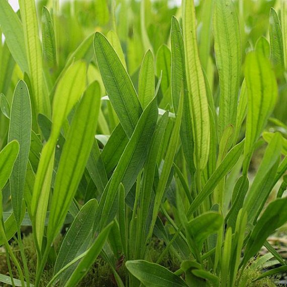 Echinodorus uruguayensis, Uruguay-Schwertpflanze