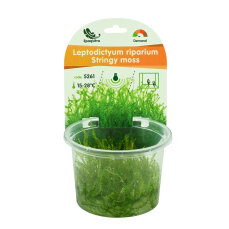 Leptodictyum riparium - Ufermoos, Stringy Moos