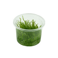 Leptodictyum riparium - Ufermoos, Stringy Moos