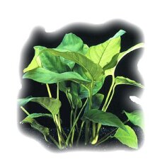 Anubias barteri var barteri Mutterpflanze für Aquarien und Terrarien