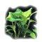 Anubias barteri var barteri Mutterpflanze für Aquarien und Terrarien