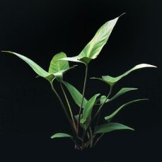 Anubias hastifolia - Spießblättriges Speerblatt