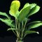Anubias heterophylla – Verschiedenblättriges Speerblatt