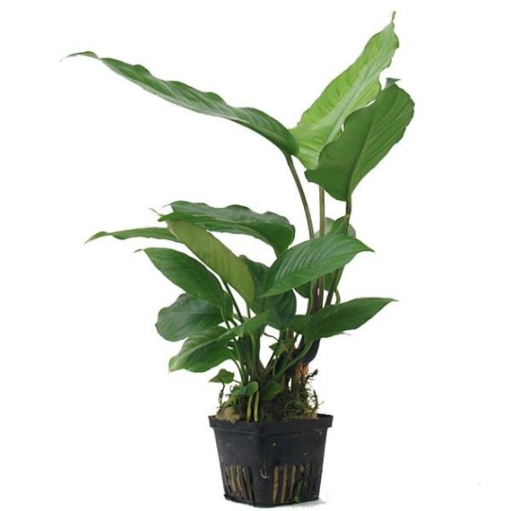 Anubias heterophylla Mutterpflanze