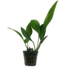 Anubias congensis bewurzelte Pflanze im Topf