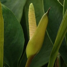 Anubias congensis bewurzelte Pflanze im Topf