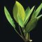 Anubias congensis bewurzelte Pflanze im Topf
