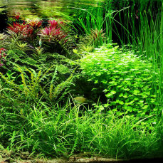 Aquarienlayout 82 von Tropica für ein 180-200 l Aquarium