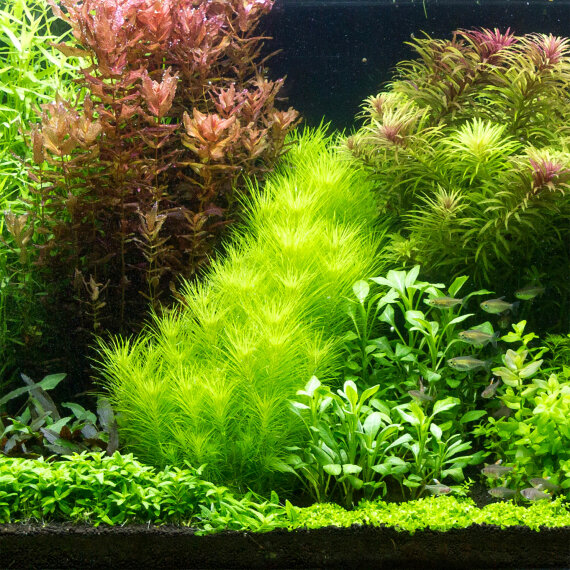 Aquarienlayout 105 von Tropica für ein 300 l Aquarium