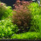 Aquarienlayout 105 von Tropica für ein 300 l Aquarium