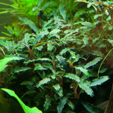 Bucephalandra sp. Red von Tropica