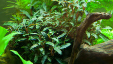 Bucephalandra sp. Red von Tropica