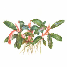 Bucephalandra sp. Red von Tropica