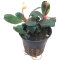 Bucephalandra sp. Red von Tropica
