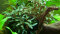 Bucephalandra sp. Red von Tropica