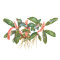 Bucephalandra sp. Red von Tropica