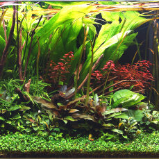 Aquarienlayout 108 von Tropica für ein 250 l Aquarium