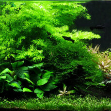 Aquarienlayout 02 von Tropica für ein Aquarium von...