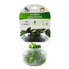 Anubias barteri var. nana Bonsai - Bonsai-Speerblatt Meristemdose
