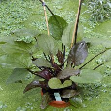 Echinodorus Reni getopft