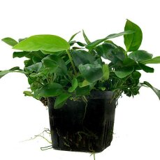 Anubias barteri var. nana Mutterpflanze