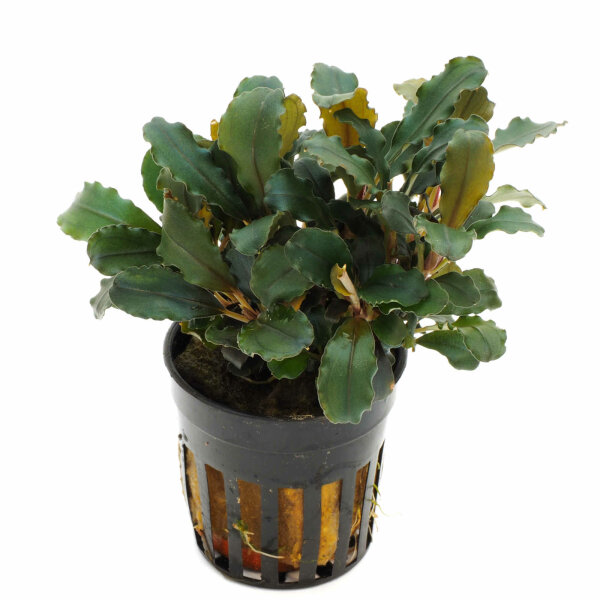 Pflanzenset für ein 60 cm Standardaquarium Layout 36 von Tropica