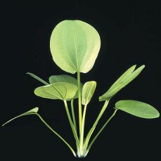 Echinodorus cordifolius, Herzblättrige Schwertpflanze