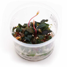 Bucephalandra "Serimbu Brown" In-Vitro