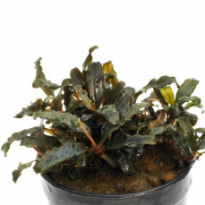 Bucephalandra spec. " Caterina"