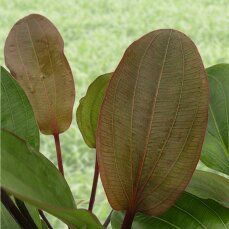 Echinodorus osiris, Rote Amazonaspflanze