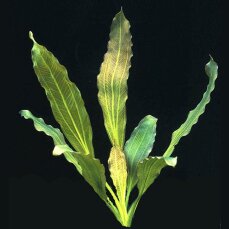 Echinodorus osiris, Rote Amazonaspflanze