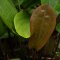 Echinodorus osiris, Rote Amazonaspflanze