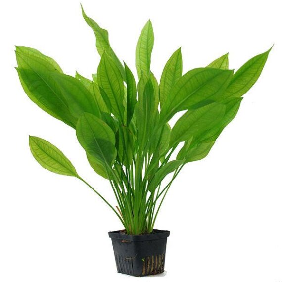 Echinodorus grisebachii (bleherae)  Mutterpflanze