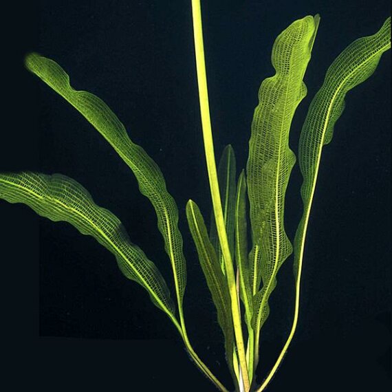 Große Gitterpflanze (Aponogeton madagscariensis var. henkelianus)