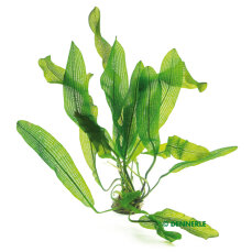 Große Gitterpflanze (Aponogeton madagscariensis...