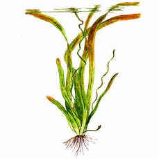 Riesenvallisnerie (Vallisneria americana) getopfte Pflanzen von Tropica