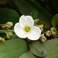 Echinodorus osiris rubra - Rote Amazonaspflanze