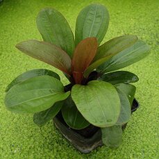 Echinodorus osiris rubra - Rote Amazonaspflanze