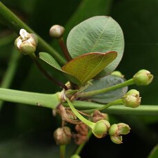 Echinodorus osiris rubra - Rote Amazonaspflanze