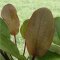 Echinodorus osiris rubra - Rote Amazonaspflanze
